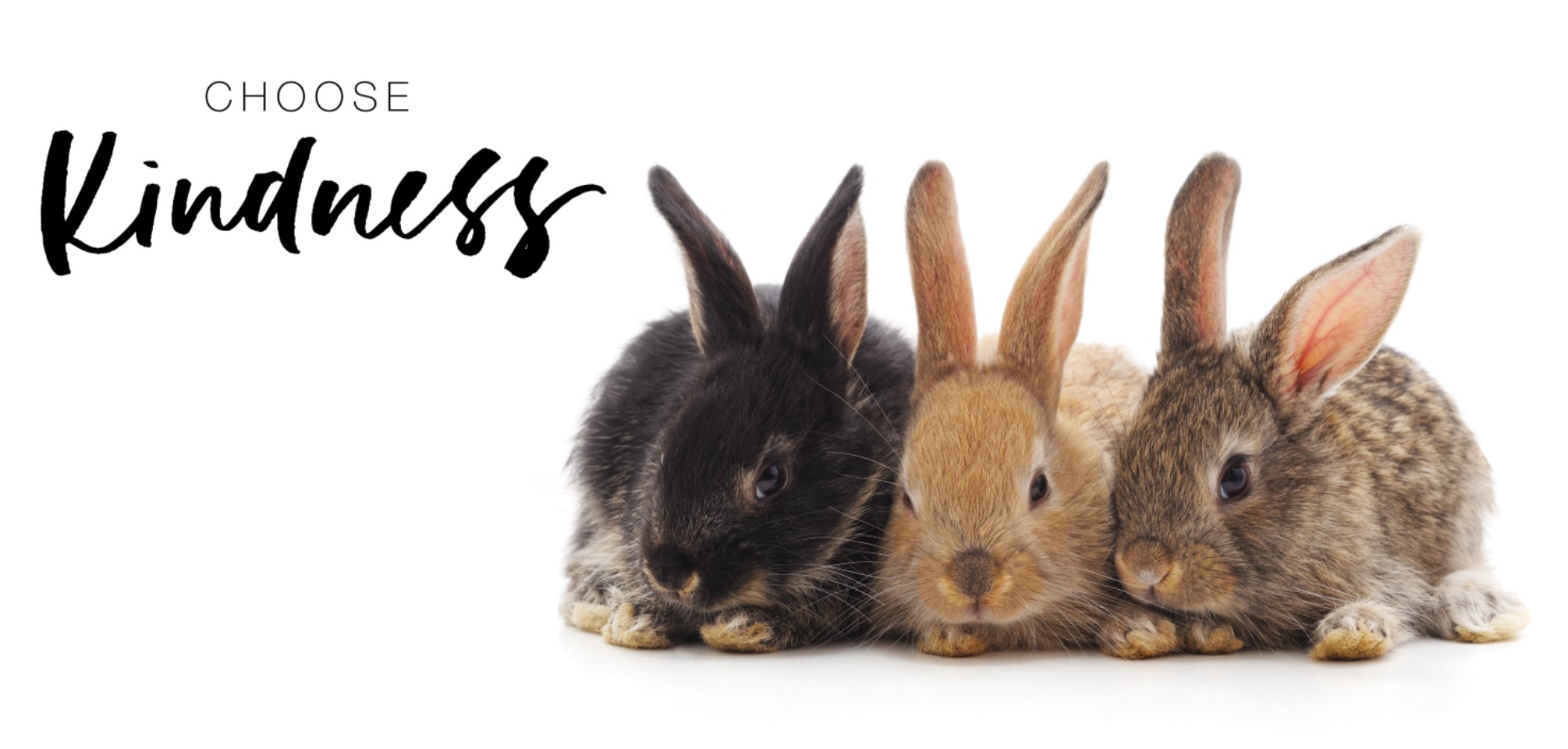 three rabbits cuddled up, side-by-side under the words 