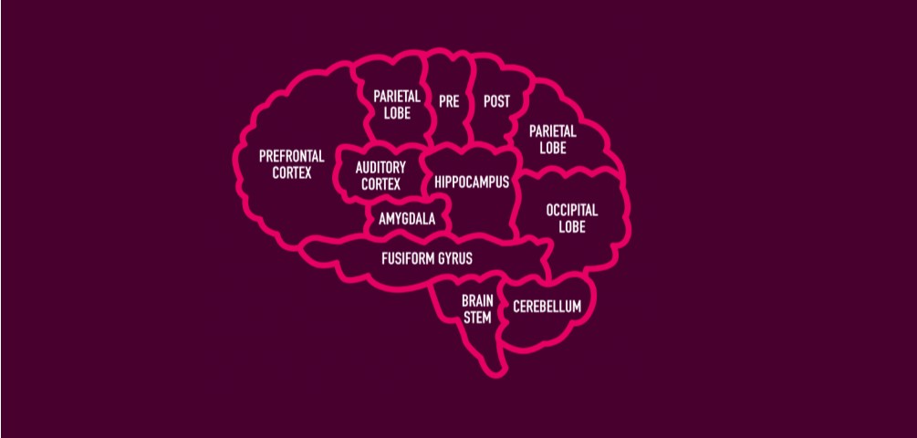 Areas of the Brain StrongerMemory