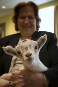 close up of a baby goat in the arms of an older woman who is smiling