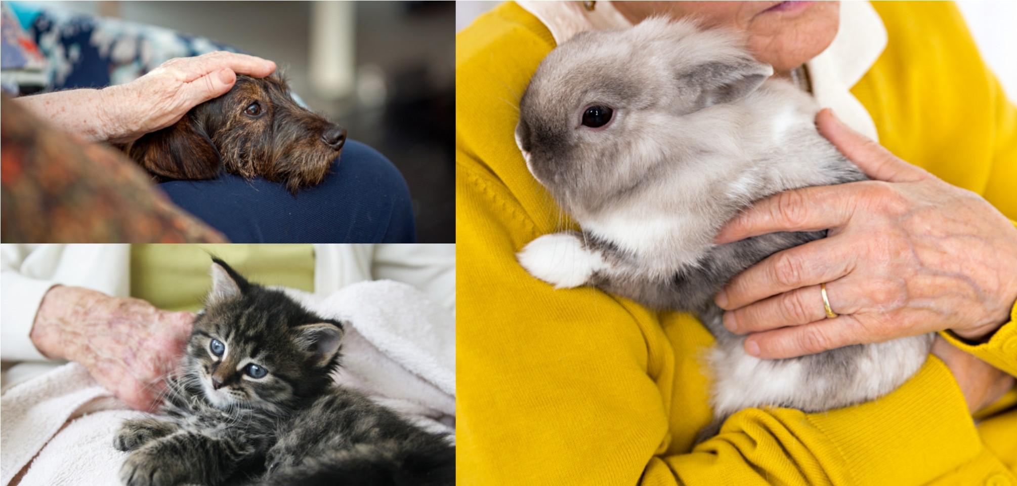 composition of three photos, each featuring pets being held by older adults. One is of a dog. One is of a cat. One is of a bunny.