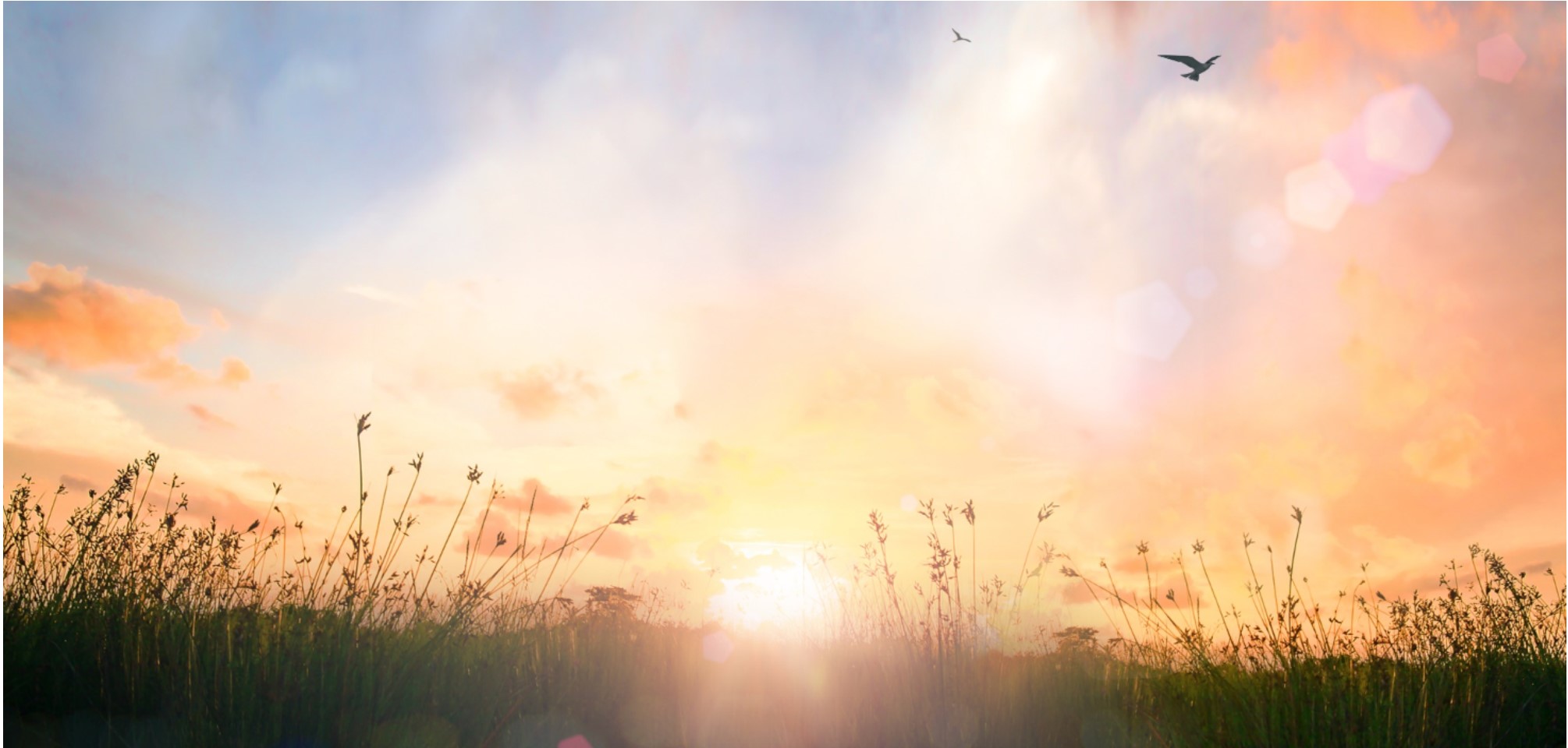 this is a photo of what appears to be a sunset, with the sun right at the horizon, casting beautiful, bright light into the sky. In the foreground is a field, with higher stalks popping up and a bird in the air above