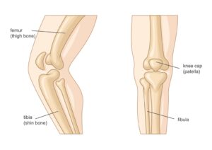 bones of the leg diagram