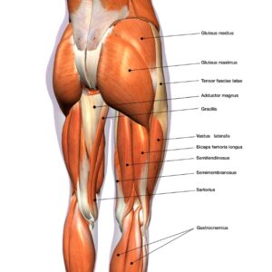 illustration of muscles found in hips and thighs, to just below the knee