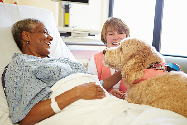 Pet Therapy Dog And Handler Visiting Senior Female Patient In Hospital