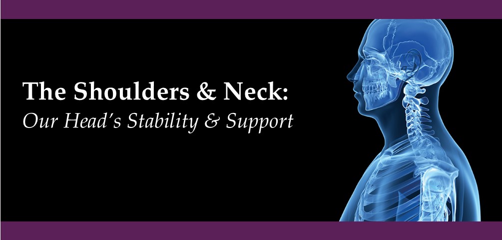 the shoulders and neck: our head's stability and support